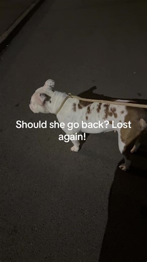 Lost Dog Keeps Finding Its Way to Petrol Station