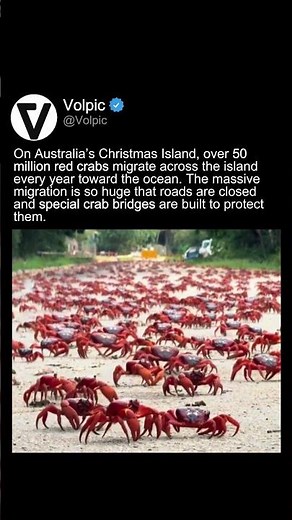The Island Overrun by 50 Million Crabs Every Year 🦀