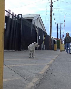 1.2K views · 14K reactions | Your gift today goes straight to saving lives  From rescue operations to vital medical care, every dollar counts. Help us give these animals a second chance. Please donate now. | Hope For Paws | Facebook