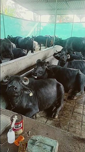 No Entry full movie salman khan anil kapoor farden khan bipasha basu lara dutta#trending #shorts 👌👌👌