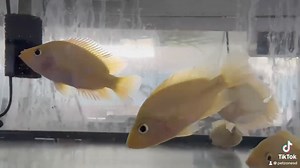 Looking for a fish with some serious personality? The Red Devil Cichlid is as bold as it gets! With its vibrant red color and feisty nature, this cichlid is sure to be the star of your tank. Not for the faint of heart, but perfect for those who love a little action in their aquarium!  #RedDevilCichlid #CichlidLovers #AquariumAdventures #PetZoneSD | Pet Zone Tropical Fish, San Diego, California | Facebook