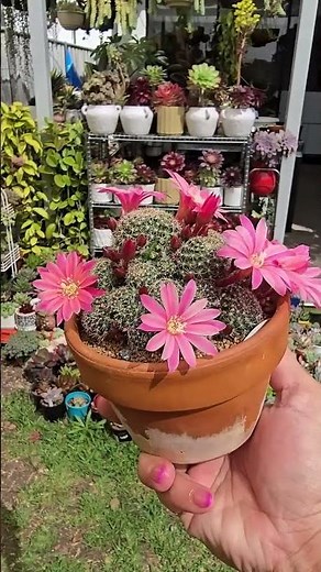 Rebutia pulvinosa pink sensation bursting flowers | bikolanahardinera #shortvideo #cactus #garden
