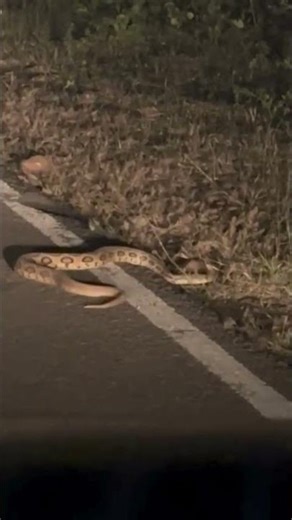 Python😀grabing rat #animallover #wildanimal #snake #animalfunnyvideos #shortsvideo