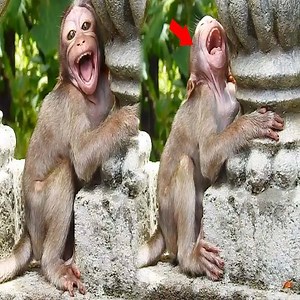 The poor little monkey screamed in fear. #Animal #Monkey | Monkey New