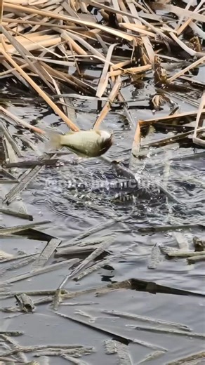 WAIT FOR IT… Fish EXPLODES at the Last Second! 😳🐟 #fishing #fishingvideo #shorts
