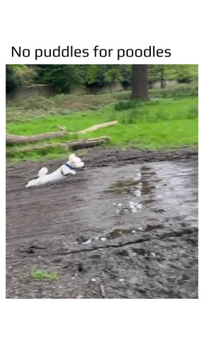 World in Motion 🕹️🧠 on Instagram: "Small dogs can be surprisingly athletic — their compact builds give them remarkable agility, quick reflexes, and stamina that often rival larger breeds. Breeds such as Jack Russell Terriers and Miniature Pinschers were originally bred for hunting and other active tasks, which explains their strong muscles, sharp coordination, and boundless energy. Their light body weight also helps minimize stress on their joints, enabling them to leap, climb, and move with i