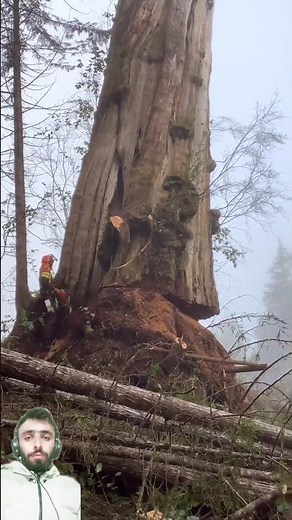 Biggest Tree Cutting Down in Jungle || world Biggest Tree Falling Sound || #youtubeshorts