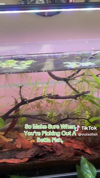 Betta Fish Personalities: A Deep Dive