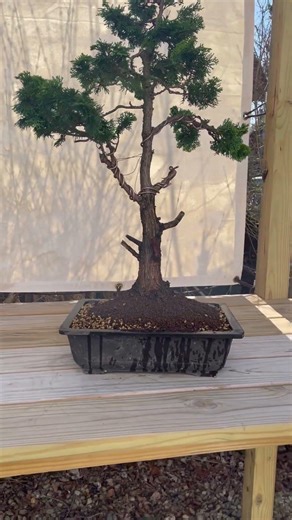 The Hinoki Awakens, The Juniper Endures #bonsai #ronin #repotting