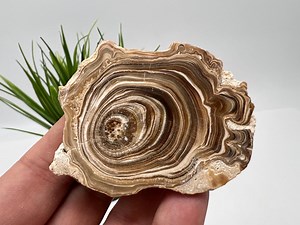 Wonderful,rare PETRIFIED Calcite,double Sides Polished Calcite,raw Calcite,from Morocco,calcite Specimen,wood Calcite,polished Calcite Slice - Etsy