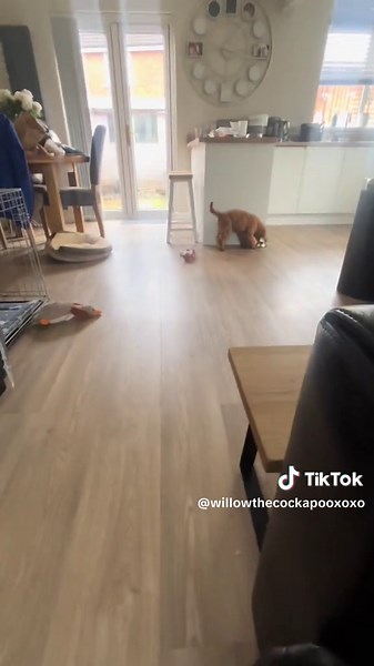 Willow lovesss playing fetch with her donut 🥹 teaching her to leave it is still in progress x #cockapoosoftiktoks #cockapoo #dogsoftiktok #fyp #puppylove #fetch