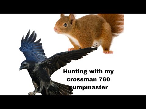 Pest hunting with my crossman 760 pumpmaster