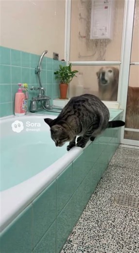 Dog Pranks Cat Into Bathtub! 😹💦 #Sora #CatFail #Funny