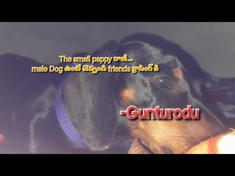 The small pappy రాణీ...male Dog ఉంటే చెప్పండి friends క్రాసింగ్ కి ||-gunturodu #Vlog