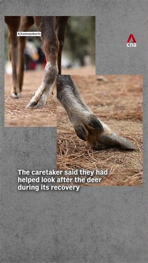 Officials slam woman trying to sit on deer in Japan