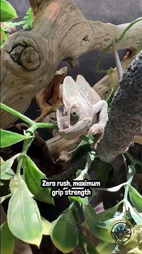 What's the first thing you notice about a veiled chameleon?