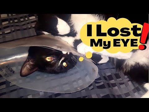 Cat Eye Removal | Enucleation | Motor