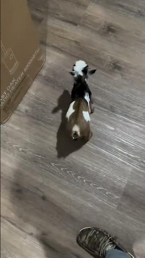 Capretta Nana Che Salta in Casa Come Una Matta! 😂🐐 La Più Divertente Mai Vista