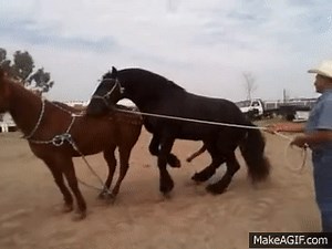 FRIESIAN HORSE mating on Make a GIF