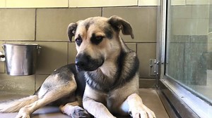 13K views · 136 reactions | ✔️ Rescued 9/8/18 9/6/18 I just took...