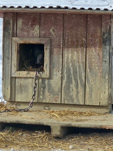 Friendship APL rescues 11 dogs as extreme cold and subzero wind chills hit Grafton
