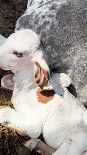 Understanding the Brahman Cattle Breed