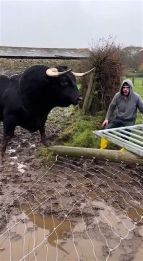 He reached for the latch. The bull reached back — hard