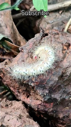 Fall webworm caterpillar 21225700p #nature #moths