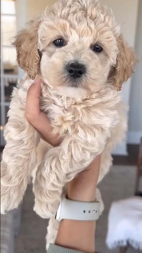 Poochon Puppies at 6 weeks old! Poochon, bichpoo, bichon poodle