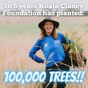 35 reactions · 3 comments | In just 6 years, Koala Clancy Foundation has planted 100,000 koala trees! We started small in 2016, and grew and grew, so that now we are planting 30,000 trees and shrubs every year. Our goal is to plant 300,000 koala trees by 2030, so that our You Yangs koalas can survive climate change. | Koala Clancy | Facebook