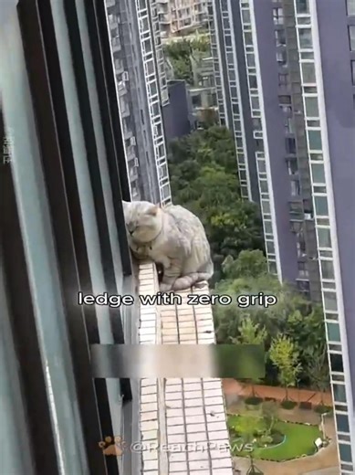 This trapped cat was ONE SLIP AWAY 😱 #shorts