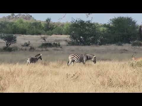 Zebra Mare and Foal Encounter Impala in Kruger Park's Winter Grasslands. #wildlife #safari #nature