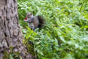 Do Squirrels Eat Tomatoes? 6 Ways to Protect Your Harvest