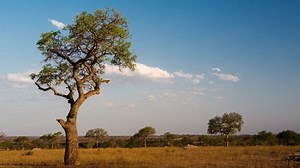 Late Afternoon Marula Tree African Landscape Stock Footage Video (100% Royalty-free) 1050998203 | Shutterstock