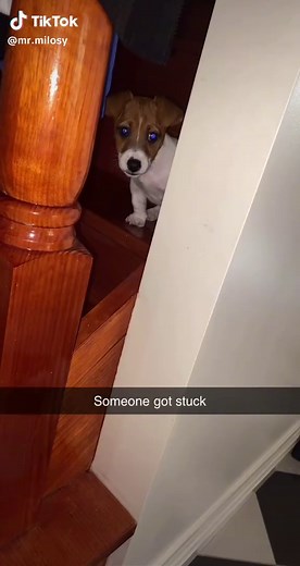 Small but Mighty: The Jack Russell Terrier's Spirit