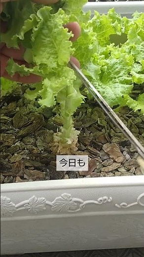 5/4 [Baby Leaf] Harvest: As temperatures rise and bolting begins, harvesting will soon be coming ...