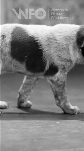 "Lejek" (1957) - cały film na naszym kanale