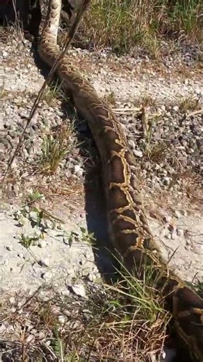 "That's a road stretcher"