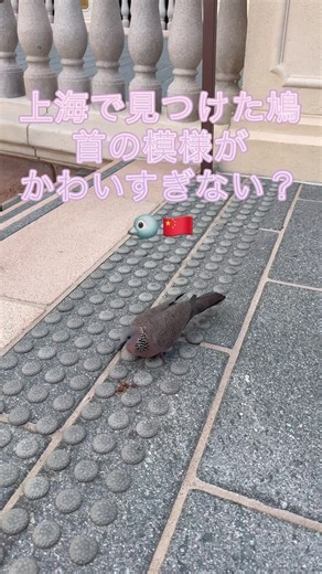 上海で見つけたカノコバト🐦🇨🇳
