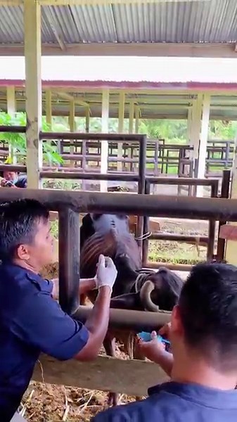 Cattle Vaccination Day: Protecting Livestock Health on the Farm 💉🐄 #cow