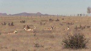 Herd Pronghorn Antelope Stock Footage Video (100% Royalty-free) 13203842 | Shutterstock