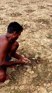 Taking Care of Brinjal Field: Hi Friends, Here the farmer was loosening soil. If we minutely see and think, the farmer was doing soil mulching too. SOIL MULCHING is loosening of upper surface of soil. It breaks capillary pores and thus hinders evaporation. Finally, such agril activity conserve soil moisture. #weeding #fbreels #reels #brinjalcultivation #brinjals #brinjal #kisan #krishi #eggplant #eggplants #fb #agro #agriculture #farmer #aubergine #বেগুন #বেগুনচাষ #soilmulching | 1 Min Agricultu