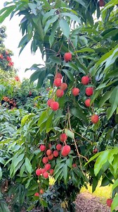 Lychees (Litchi chinensis) are tropical fruits that are prized for their sweet, floral flavor and juicy texture. Here’s a comprehensive overview of their origin, propagation methods, lifespan, countries where they are grown, uses, and harvesting time: Origin - Native Region: Lychees are native to the southern provinces of China, particularly Guangdong and Fujian. They have been cultivated in this region for over 2,000 years. - Historical Significance: The fruit has deep cultural significance in 