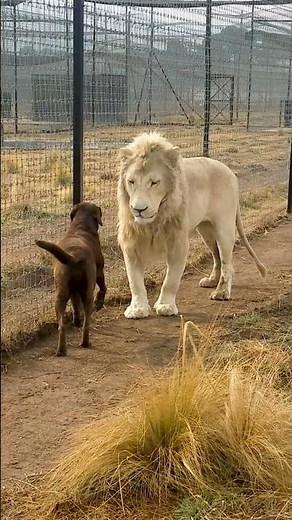 Cute Lion Gives Smooches to Puppy's Paw!