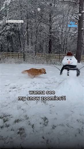 112K views · 2.8K reactions | Watch this pup battle a snowman on a rare snow day in Nashville. ☃️ https://abcnews.link/ocuUGXJ | Good Morning America | Facebook