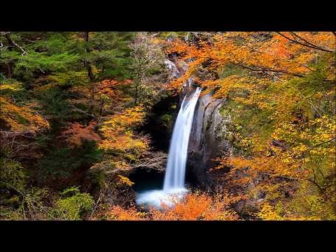 【ソルフェジオ444Hz&528Hz】末期癌から生還した私の周波数！癌細胞を破壊し死滅させる・傷ついた細胞を修復し癌化を防ぐ・免疫力と治癒力をアップさせます。