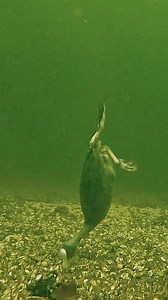 41K views · 171 reactions | Can birds eat underwater? | Underfishing | Facebook