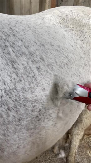 15K views · 42 reactions | Is your horse ticklish? ☺️⬇️ Things that can help the tickles ⬇️⬇️  Stroking the area in the direction of hair growth with clipper running prior to clipping  Starting at the shoulder or less sensitive areas #liveryman #blackbeauty | Liveryman | Facebook