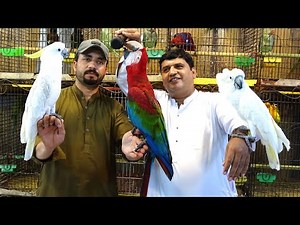 Exotic Birds Market Sadar Tamed Parrots Ki Huge Variety Mil Jae Gi | Budgies Parrots Traders