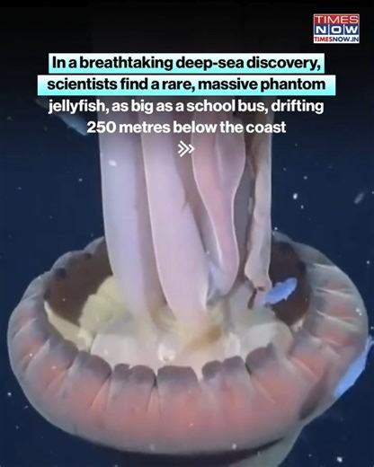 Scientists have captured a rare sight in the deep waters off Argentina. A massive phantom jellyfish, known as Stygiomedusa gigantea, was spotted drifting 250 metres below the surface, with arms stretching up to 10 metres long. Filmed by an autonomous submersible during a deep-sea expedition, the discovery highlights the incredible and largely unexplored biodiversity of the South Atlantic. #Viral #TimesNow | TIMES NOW